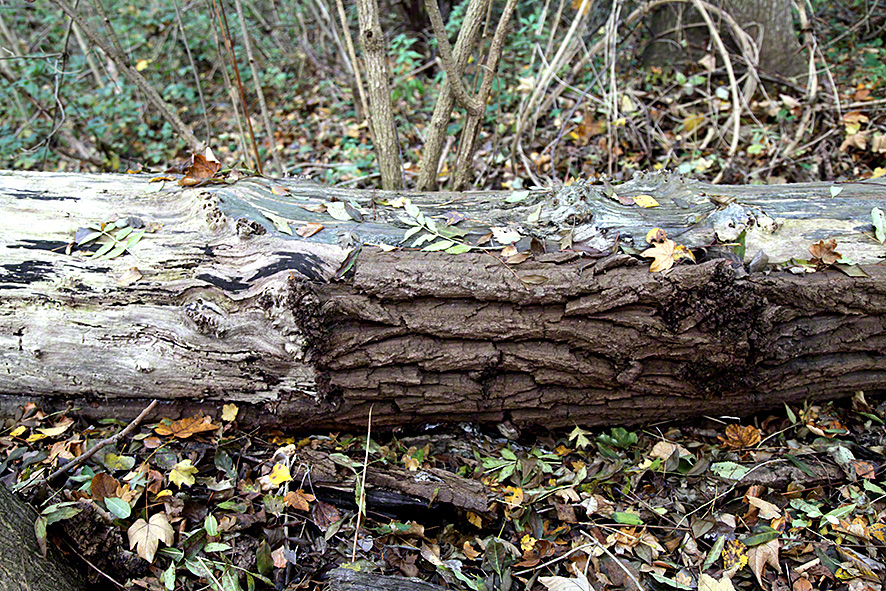 Lobau, Herbst, Baumstamm